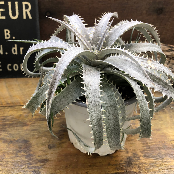 ディッキア♡リトルウィング♡多肉植物♡立派♡ガーデニング アート