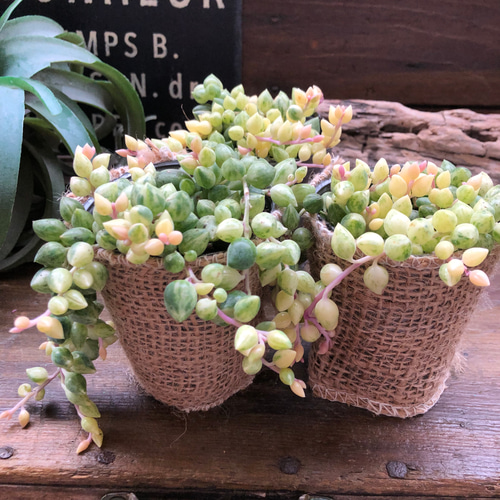 希少♡エンジェルティアーズ♡天使の涙♡斑入りピーチネックレス