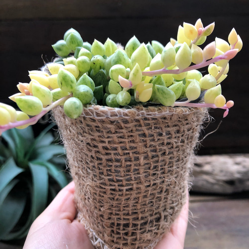 希少♡エンジェルティアーズ♡天使の涙♡斑入りピーチネックレス