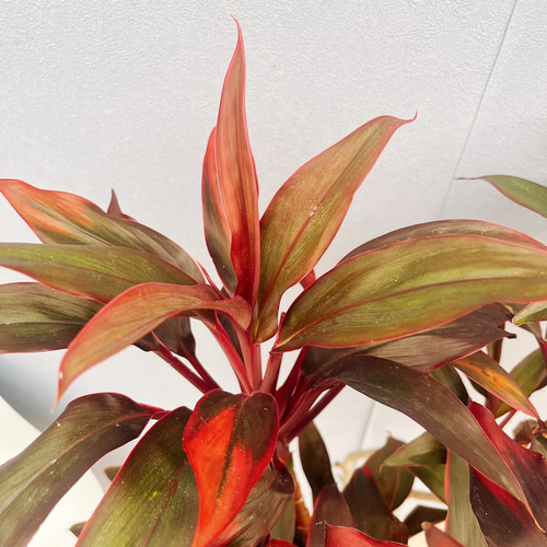 現品］ドラセナ 紅光 コルディリネ 8号 観葉植物 室内 大型