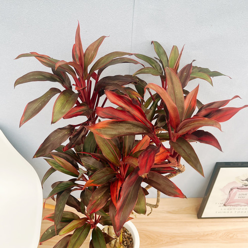 ［現品］ドラセナ　紅光　コルディリネ　8号　観葉植物　室内　大型　おしゃれ 現品］ドラセナ 紅光 コルディリネ 8号 観葉植物 室内 大型