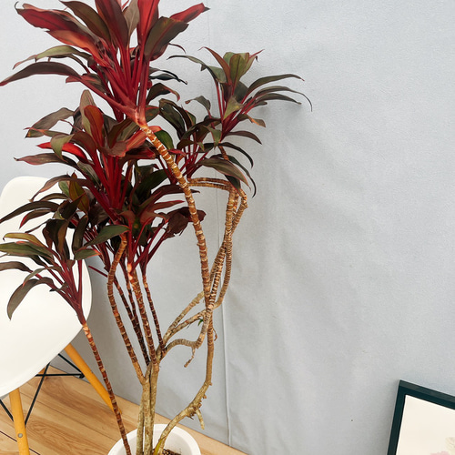 ［現品］ドラセナ　紅光　コルディリネ　8号　観葉植物　室内　大型　おしゃれ 現品］ドラセナ 紅光 コルディリネ 8号 観葉植物 室内 大型