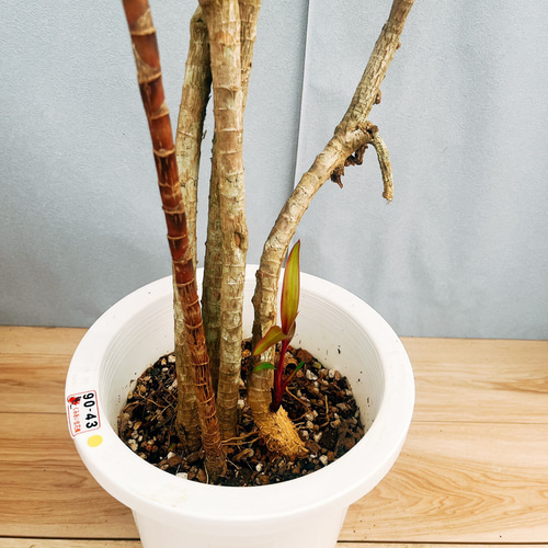 現品］ドラセナ 紅光 コルディリネ 8号 観葉植物 室内 大型