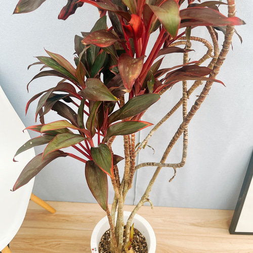 ［現品］ドラセナ　紅光　コルディリネ　8号　観葉植物　室内　大型　おしゃれ 現品］ドラセナ 紅光 コルディリネ 8号 観葉植物 室内 大型