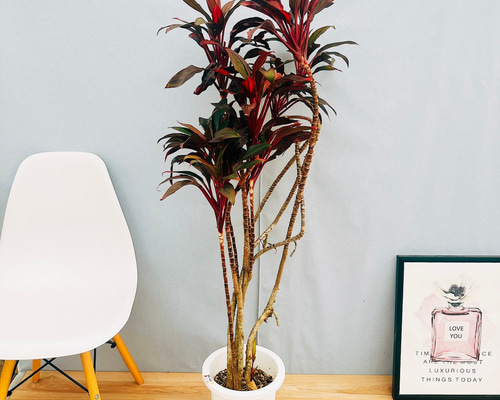 a23cd35a7254ff7c68219dec24e4b7