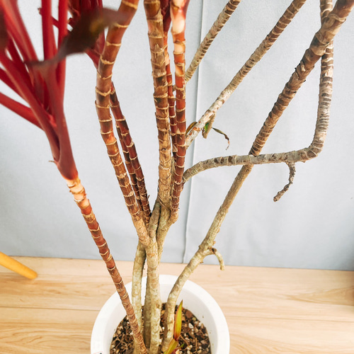 現品］ドラセナ 紅光 コルディリネ 8号 観葉植物 室内 大型 おしゃれ