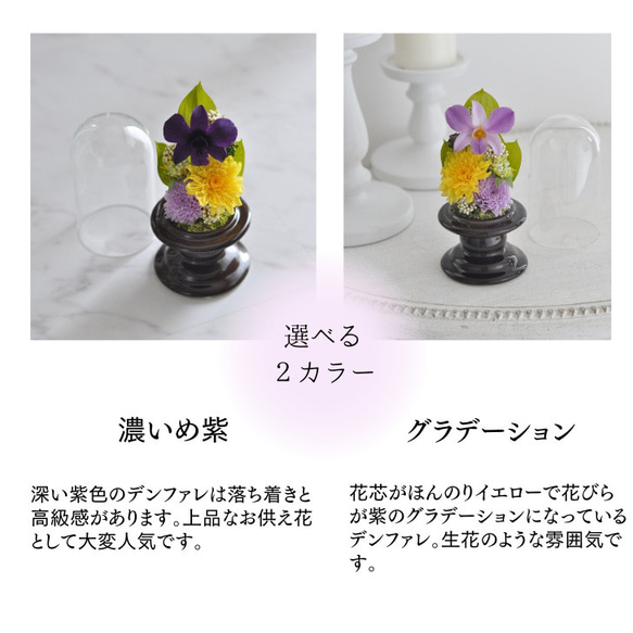 新色デンファレ【ガラスドーム仏花】ことね菊、グラデーションデンファレの美しい　仏花、お供え花 6枚目の画像
