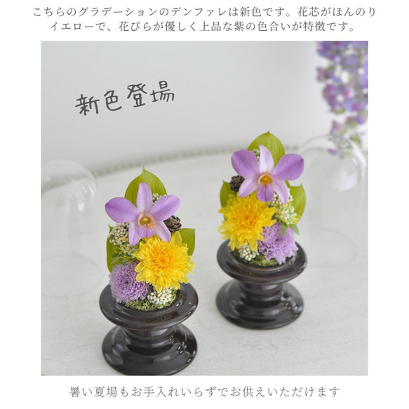 新色デンファレ【ガラスドーム仏花】ことね菊、グラデーションデンファレの美しい　仏花、お供え花 3枚目の画像