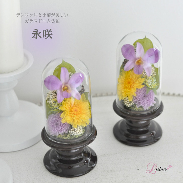 新色デンファレ【ガラスドーム仏花】ことね菊、グラデーションデンファレの美しい　仏花、お供え花 1枚目の画像