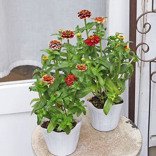 花苗 ジニア オールドファッション 3.5号 おしゃれ アンティーク 百日