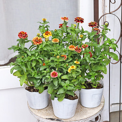 6fbbba9810996f86b585bd77db3407