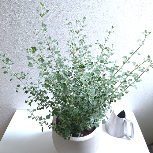 クイックシルバー。観葉植物 。鉢ごと無料で発送致します。 クイックシルバー。観葉植物 。鉢ごと無料で発送致します。