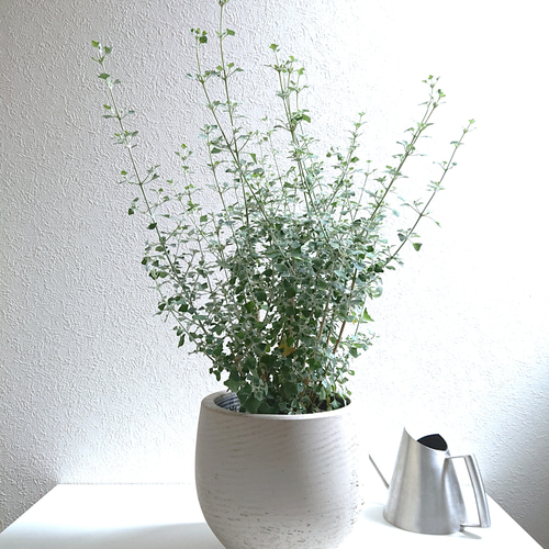 クイックシルバー。観葉植物 。鉢ごと無料で発送致します。 クイックシルバー。観葉植物 。鉢ごと無料で発送致します。