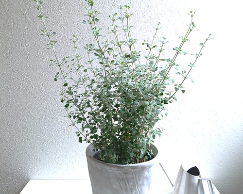オリーブの木 約1.2m 生育中 白ポット オリーブの木 約1.2m