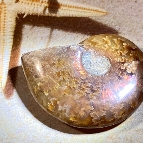 オパール アンモライト アンモナイト レインボー 化石 天然石 東洋