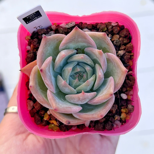 多肉植物 ピカチュウ 韓国苗 多肉植物 pariʚ❤︎ɞtaniku