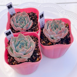 2025 New✨多肉植物　ソングフォーユー　韓国苗 2025 New✨多肉植物 ソングフォーユー 韓国苗 多肉植物 pariʚ