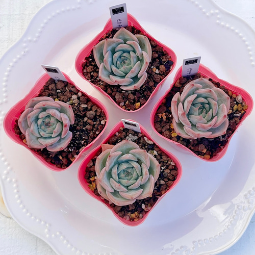 多肉植物 ピカチュウ 韓国苗 多肉植物 pariʚ❤︎ɞtaniku