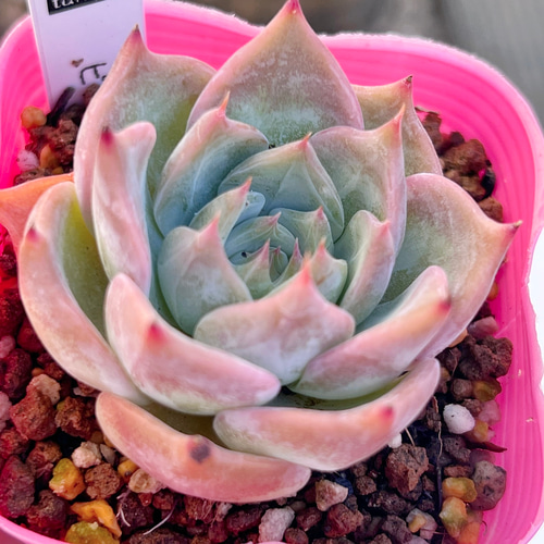 多肉植物 ピカチュウ 韓国苗 多肉植物 pariʚ❤︎ɞtaniku