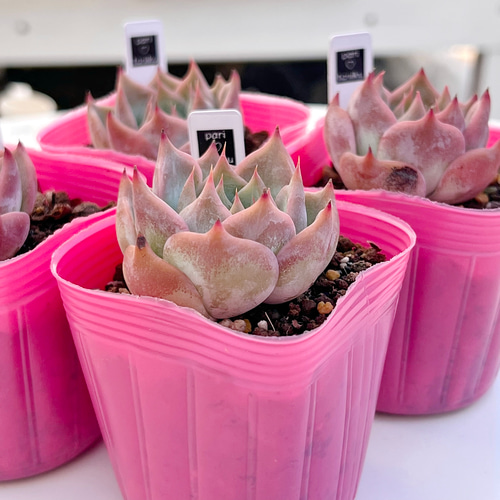 多肉植物 ピカチュウ 韓国苗 多肉植物 pariʚ❤︎ɞtaniku