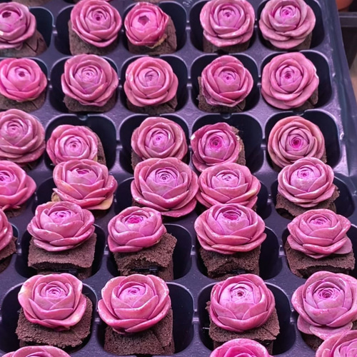 pink-rose様　多肉植物棚　GAI-80SZ1 pink-rose様 多肉植物棚 GAI-80SZ1