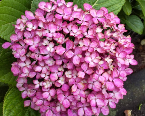 小花の群れ】とても繊細で可愛い紫陽花 25cm切枝2本 もう20年
