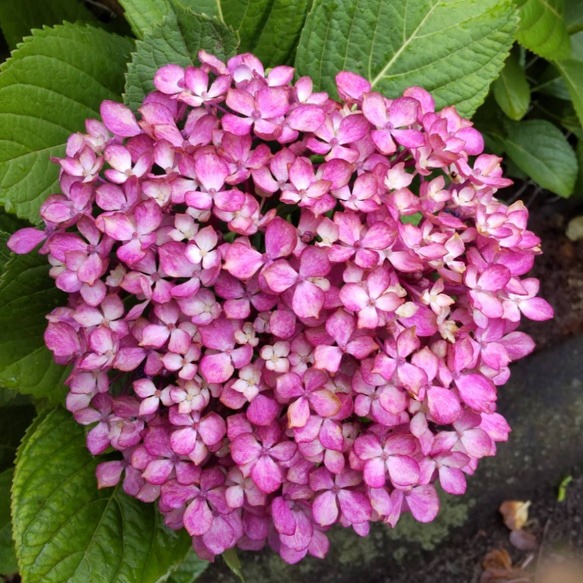 紫陽花 000000005967-01.jpg?size=l&w=
