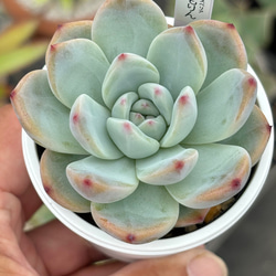多肉植物　淡雪綴化（ツヅリカ） ☆淡雪 多肉植物 自家栽培 国産 多肉植物 美✴︎taniku 通販