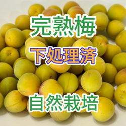 【本日限定ラスト】完熟梅　10キロ　岩手県産　自然栽培 自然栽培 完熟梅（ありがうめ） 850g 殺菌洗浄済 簡単で失敗し