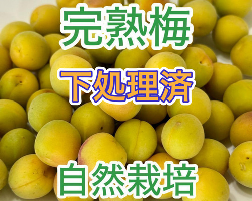 完熟　梅 Amazon | 青森の色梅（完熟梅）[豊後梅-ぶんごうめ]2L〜3Lサイズ