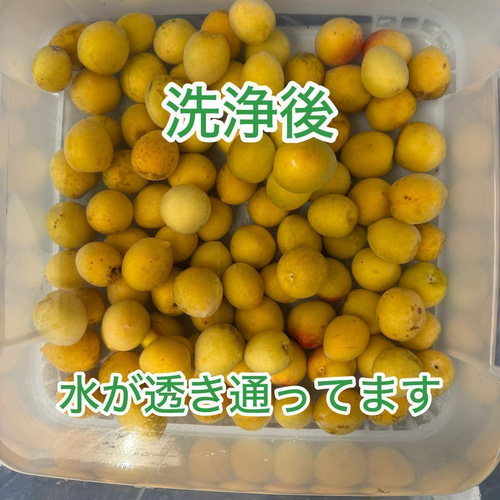 自然栽培 完熟梅（ありがうめ） 850g 殺菌洗浄済 簡単で失敗し