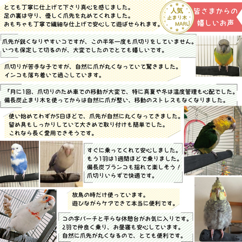高級かためタイプ 【T字パーチ】 太さ約2.5cm～約3cm 横約15cm 1本