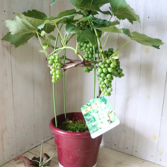 おまかせ♡実なり♡ぶどう♡果樹♡家庭菜園♡ 14枚目の画像