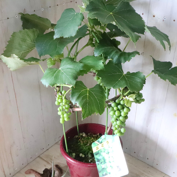 おまかせ♡実なり♡ぶどう♡果樹♡家庭菜園♡ 16枚目の画像
