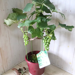 おまかせ♡実なり♡ぶどう♡果樹♡家庭菜園♡ 17枚目の画像