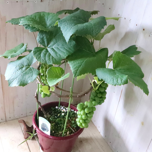 おまかせ♡実なり♡ぶどう♡果樹♡家庭菜園♡ 12枚目の画像