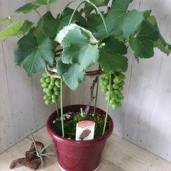 おまかせ♡実なり♡ぶどう♡果樹♡家庭菜園♡ 4枚目の画像