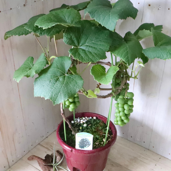 おまかせ♡実なり♡ぶどう♡果樹♡家庭菜園♡ 11枚目の画像
