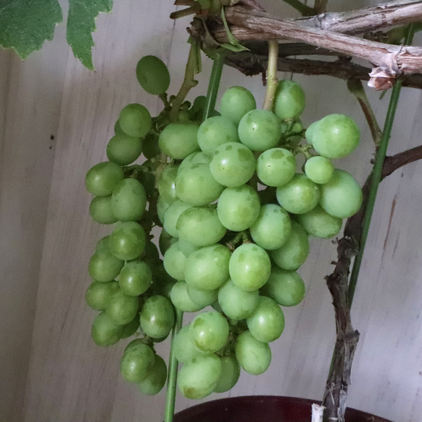 おまかせ♡実なり♡ぶどう♡果樹♡家庭菜園♡
