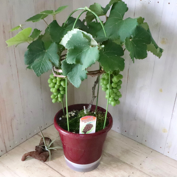 おまかせ♡実なり♡ぶどう♡果樹♡家庭菜園♡ 6枚目の画像