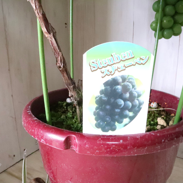 おまかせ♡実なり♡ぶどう♡果樹♡家庭菜園♡ 9枚目の画像