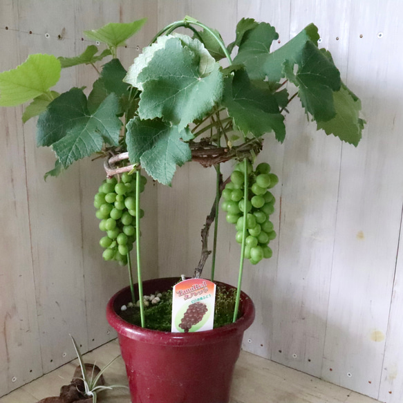 おまかせ♡実なり♡ぶどう♡果樹♡家庭菜園♡ 2枚目の画像