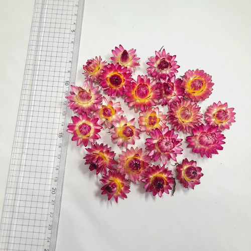 貝細工 ドライフラワー ヘリクリサム ドライフラワー FlowerLife 通販