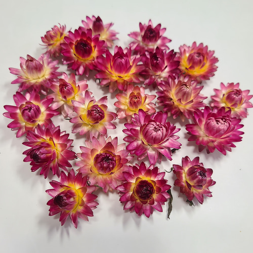 貝細工 ドライフラワー ヘリクリサム ドライフラワー FlowerLife 通販