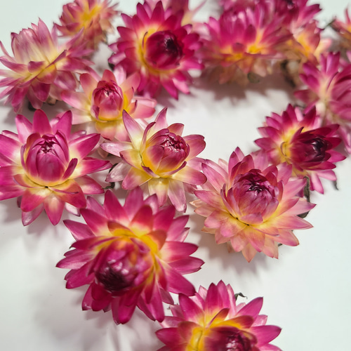 貝細工 ドライフラワー ヘリクリサム ドライフラワー FlowerLife 通販