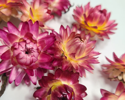 貝細工 ドライフラワー ヘリクリサム ドライフラワー FlowerLife 通販