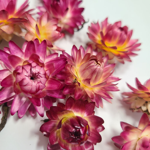 貝細工 ドライフラワー ヘリクリサム ドライフラワー FlowerLife 通販