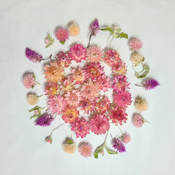 81・ヘリクリサムドライフラワー　貝細工　花材　リース　ハーバリウム 貝細工 ドライフラワー ヘリクリサム ドライフラワー FlowerLife 通販