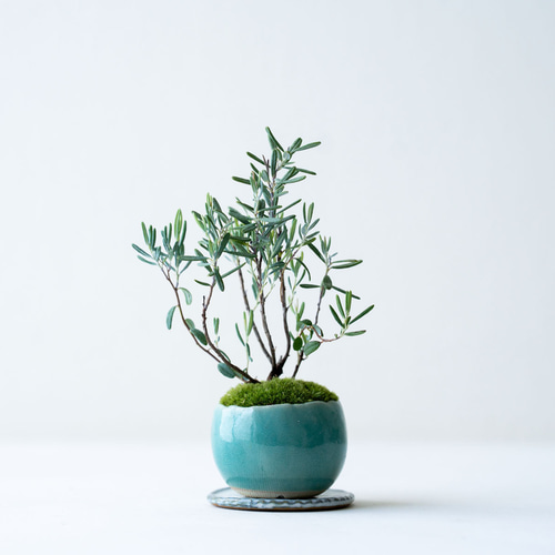 スモークツリー 蜜 枝付き ボリューム 55cm【10】＊ ふわふわ