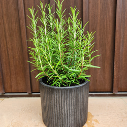 Souju 創樹 オリーブの木 ミッション テラコッタ鉢植え 観葉植物